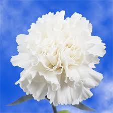 white-carnation